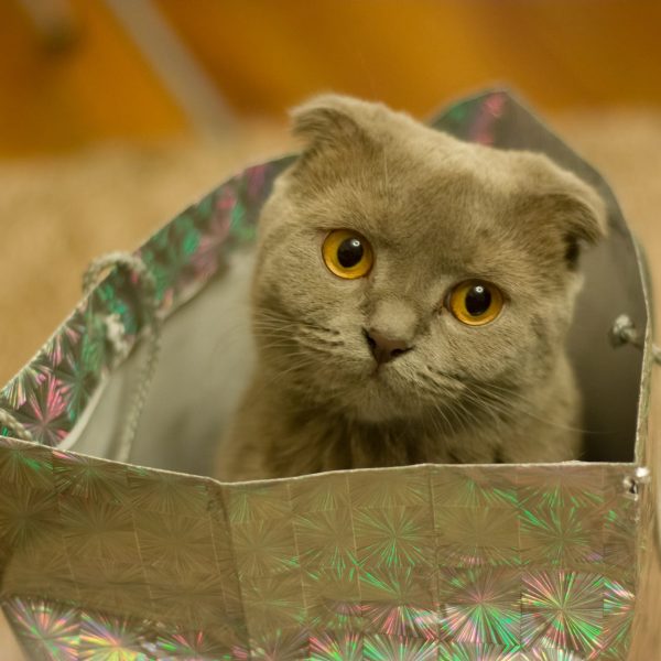 gray scottish fold cat in gift bag